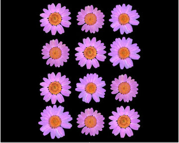 LIGHT PINK DAISY PRESSED DRY FLOWER FL2010LIGHT PINK DAISY PRESSED DRY FLOWER FL2010