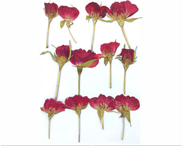 81301 RED ROSE PRESSED