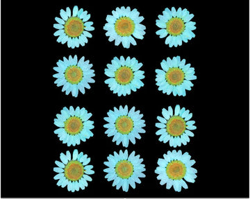 C.Green Daisy Pressed Dry Flower Fl2012