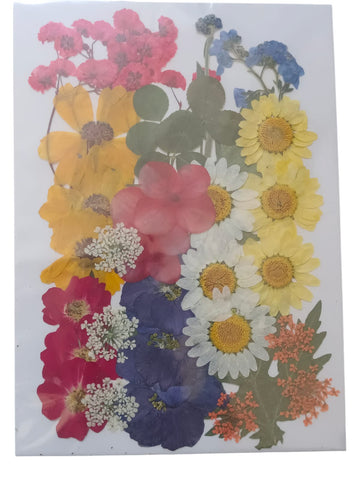 PRESSED DRY FLOWER031