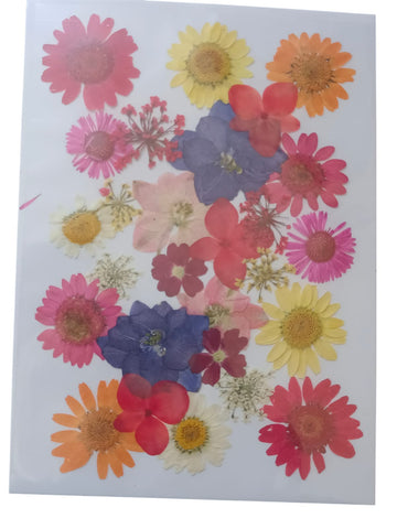 PRESSED DRY FLOWER069