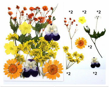 12 IN 1 PRESSED FLOWERS FL026