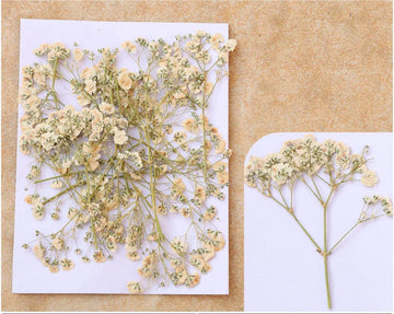 WHITE BABY BREATH PRESSED FLOWER FL1111