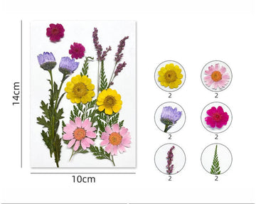 12 IN 1 PRESSED FLOWERS FL170
