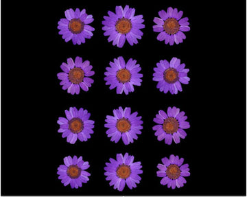 VIOLET DAISY PRESSED DRY FLOWER FL2003