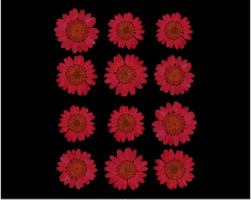 RED DAISY PRESSED DRY FLOWER FL2005