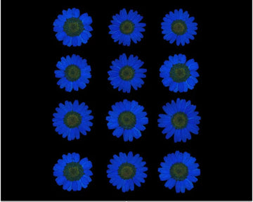 INK BLUE DAISY PRESSED DRY FLOWER FL2008