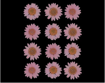 BABY PINK DAISY PRESSED DRY FLOWER FL2009