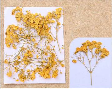 Golden Yellow Baby Breath Pressed Flower Fl1110