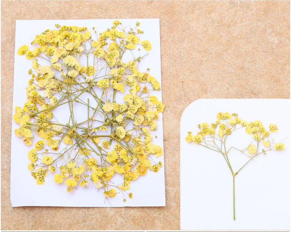 YELLOW BABY BREATH PRESSED FLOWER FL1109