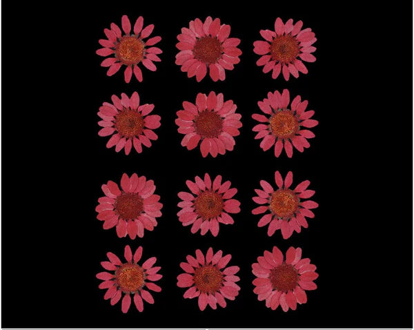 MAROON DAISY PRESSED DRY FLOWER FL2004
