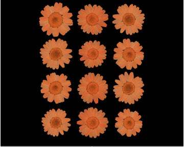 ORANGE DAISY PRESSED DRY FLOWER FL2006