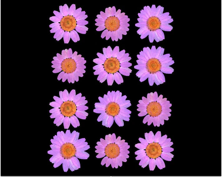 LIGHT PINK DAISY PRESSED DRY FLOWER FL2010LIGHT PINK DAISY PRESSED DRY FLOWER FL2010