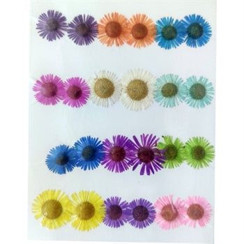 24 In 1 Multi Pressed Dry Small Flowers