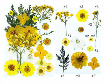 25 In 1 Pressed Flowers Fl072
