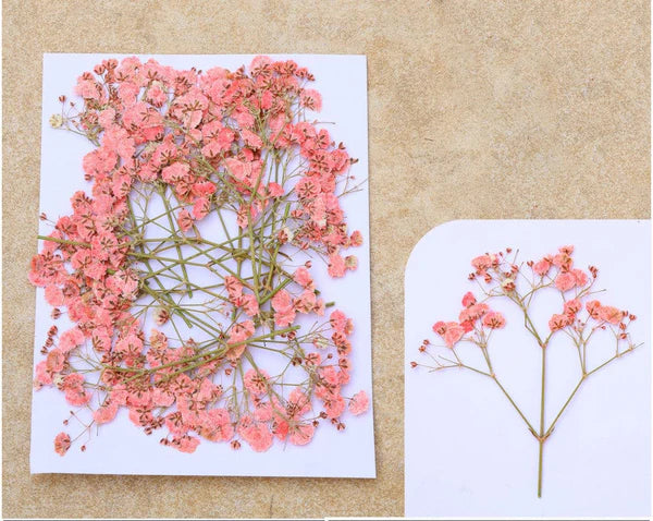 PEACH BABY BREATH PRESSED FLOWER FL1104