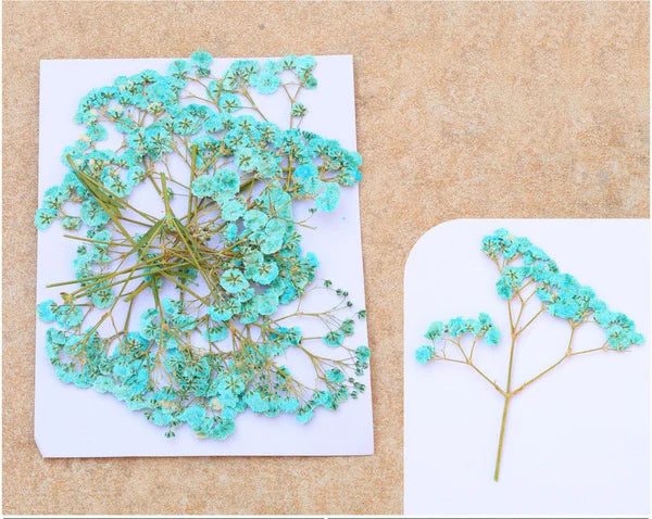C.GREEN BABY BREATH PRESSED FLOWER FL1106
