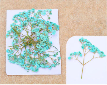 C.GREEN BABY BREATH PRESSED FLOWER FL1106