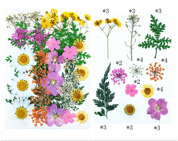 34 IN 1 PRESSED FLOWERS FL159
