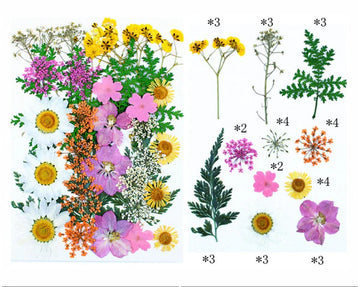 34 IN 1 PRESSED FLOWERS FL159