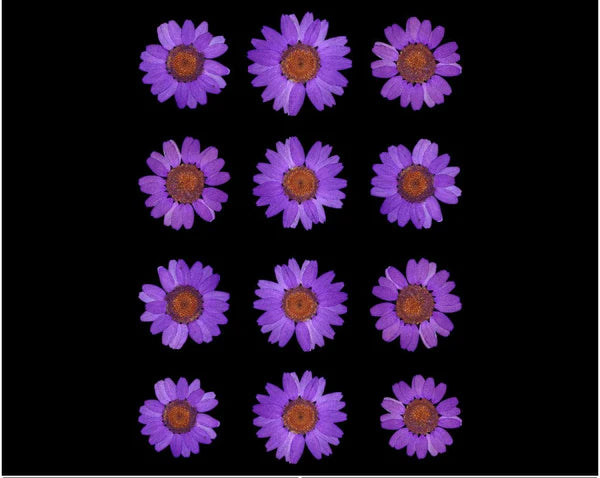 VIOLET DAISY PRESSED DRY FLOWER FL2003