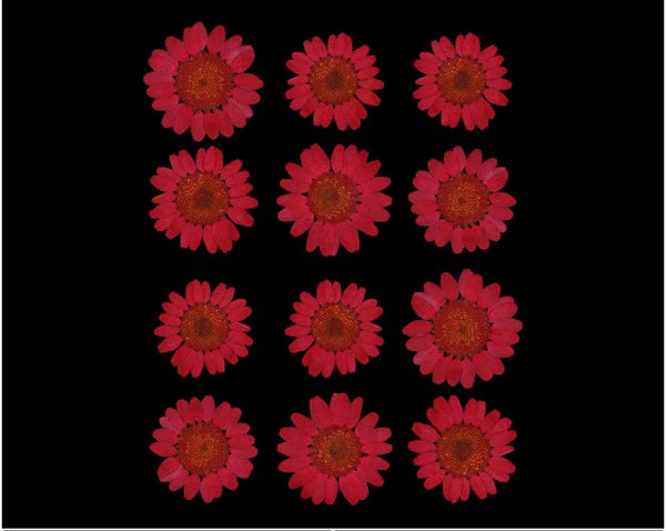 RED DAISY PRESSED DRY FLOWER FL2005