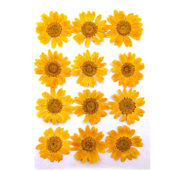 LIGHT ORANGE DAISY PRESSED DRY FLOWER FL2014/81082