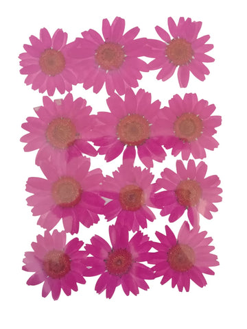 PINK DAISY PRESSED DRY FLOWER