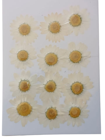 PRESSED DRY FLOWER WHITE