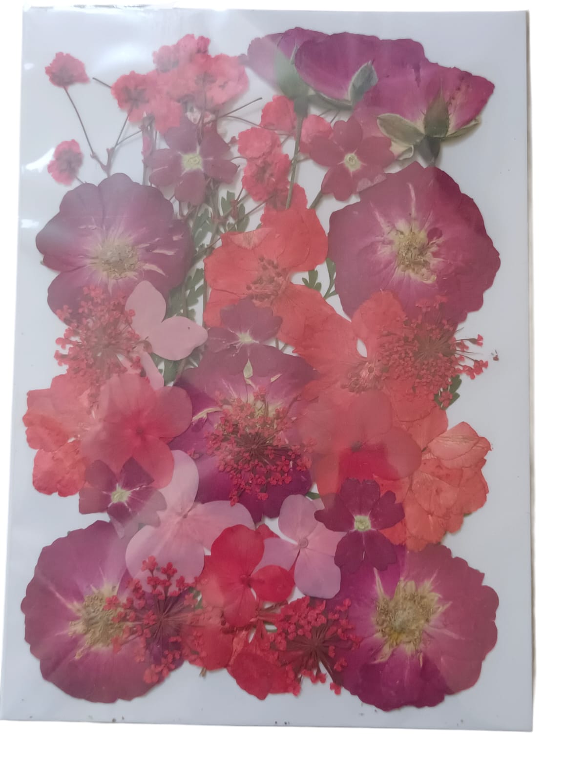 PRESSED DRY FLOWER DFMG024